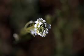 Attēlu rezultāti vaicājumam “Arabis hirsuta flower”