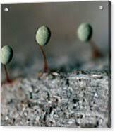 Attēlu rezultāti vaicājumam “Physarum penetrale”