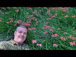 Attēlu rezultāti vaicājumam “Lophozia laxa macro”