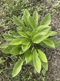 Attēlu rezultāti vaicājumam “Cynoglossum officinale leaf”