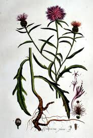 Attēlu rezultāti vaicājumam “Centaurea jacea fruit”