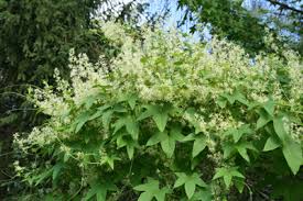 Attēlu rezultāti vaicājumam “Echinocystis lobata flower”