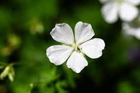 Attēlu rezultāti vaicājumam “Galium album leaf”