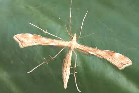 Attēlu rezultāti vaicājumam “Gillmeria pallidactyla”