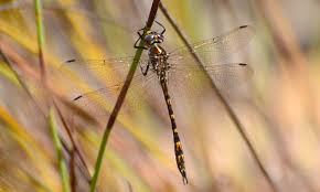 Attēlu rezultāti vaicājumam “Lycogala convexum young”