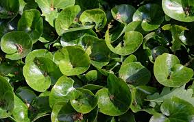 Attēlu rezultāti vaicājumam “Asarum europaeum flower”