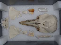 Image result for Leucopleurus acutus