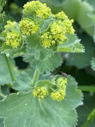 Image result for Alchemilla vulgaris