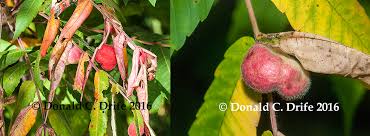 Attēlu rezultāti vaicājumam “Liposthenes glechomae”