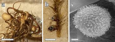 Attēlu rezultāti vaicājumam “Physarum penetrale”