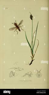 Attēlu rezultāti vaicājumam “Blysmus compressus leaf”