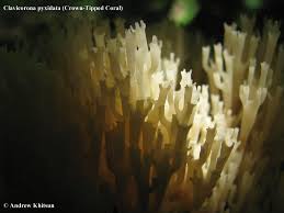 Attēlu rezultāti vaicājumam “Clavicorona pyxidata”