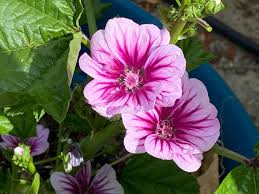 Image result for Malva sylvestris 'Zebrina'
