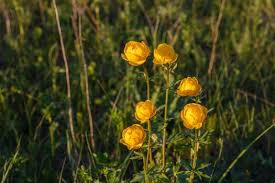 Attēlu rezultāti vaicājumam “Trollius europaeus leaf”
