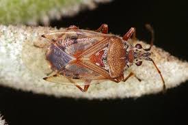 Attēlu rezultāti vaicājumam “Kleidocerys resedae imago”