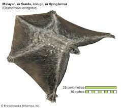 Attēlu rezultāti vaicājumam “Lycogala convexum”