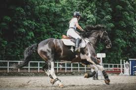 Image result for Beechwood Riding School