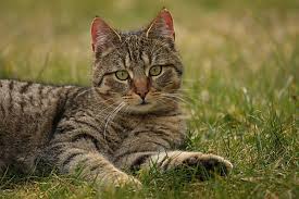 Attēlu rezultāti vaicājumam “Felis silvestris catus adult”