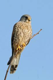Attēlu rezultāti vaicājumam “Falco tinnunculus”
