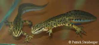 Attēlu rezultāti vaicājumam “Triturus vulgaris”