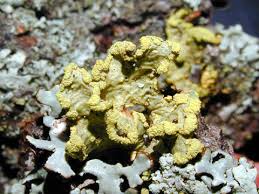 Attēlu rezultāti vaicājumam “Vulpicida pinastri”