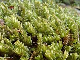 Attēlu rezultāti vaicājumam “Plagiochila porelloides sporophyte”