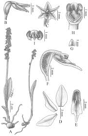 Attēlu rezultāti vaicājumam “Herminium monorchis flower”