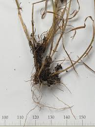 Attēlu rezultāti vaicājumam “Agrostis capillaris”