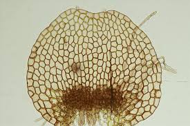 Attēlu rezultāti vaicājumam “Calypogeia integristipula”