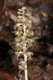 Attēlu rezultāti vaicājumam “Neottia nidus-avis bud”