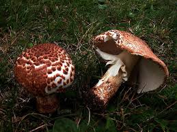 Attēlu rezultāti vaicājumam “Lepiota aspera”