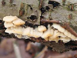 Attēlu rezultāti vaicājumam “Antrodiella semisupina”