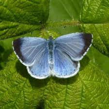 Attēlu rezultāti vaicājumam “Celastrina argiolus male”