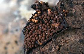 Attēlu rezultāti vaicājumam “Trichia contorta”