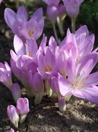 Attēlu rezultāti vaicājumam “Colchicum autumnale flower”