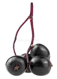 Attēlu rezultāti vaicājumam “Sambucus nigra fruit”