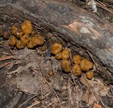 Attēlu rezultāti vaicājumam “Leotia lubrica”