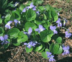 Attēlu rezultāti vaicājumam “Viola sororia”