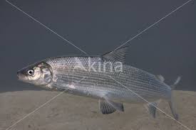 Image result for Coregonus oxyrinchus