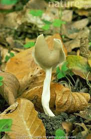 Attēlu rezultāti vaicājumam “Helvella elastica”