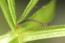 Attēlu rezultāti vaicājumam “Catarhoe rubidata”