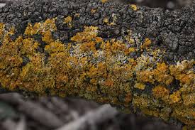 Attēlu rezultāti vaicājumam “Xanthoria parietina”