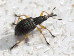 Attēlu rezultāti vaicājumam “Protapion sp.”