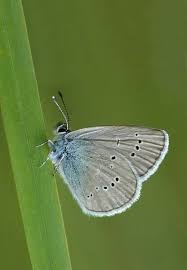 Attēlu rezultāti vaicājumam “Cyaniris semiargus underside”