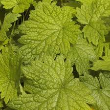 Attēlu rezultāti vaicājumam “Leonurus cardiaca leaf”