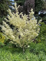 Attēlu rezultāti vaicājumam “Acer campestre leaf”