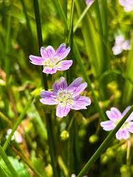 Attēlu rezultāti vaicājumam “Claytonia sibirica flower”