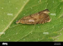 Attēlu rezultāti vaicājumam “Dichrorampha simpliciana”