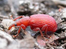 Attēlu rezultāti vaicājumam “Apion sp.”