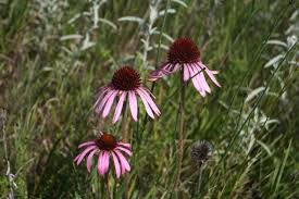 Image result for Echinacea angustifolia